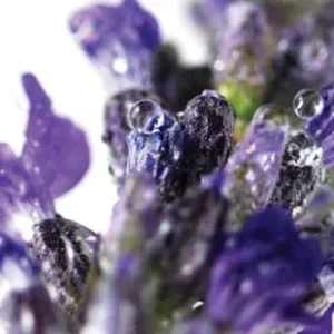 Βιολογική Λεβάντα