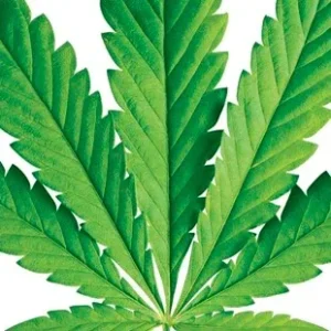 Βιολογικό Έλαιο Κάνναβης