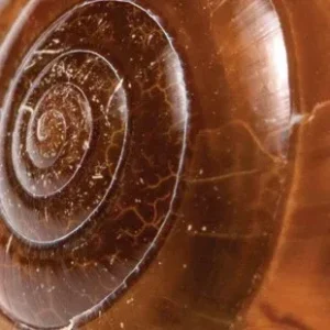 Bιολογικό Έκριμμα Σαλιγκαριού