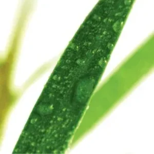 Βιολογικό Τεϊόδεντρο