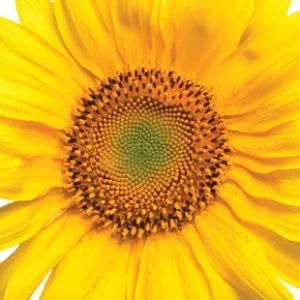 Βιολογική Βιταμίνη E