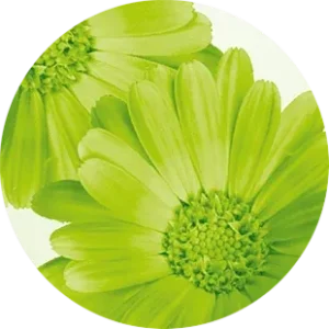 Βιολογική Καλέντουλα